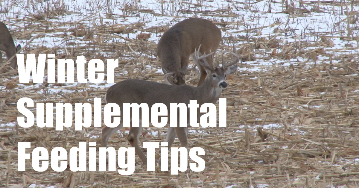 winter-supplemental-feeding-tips