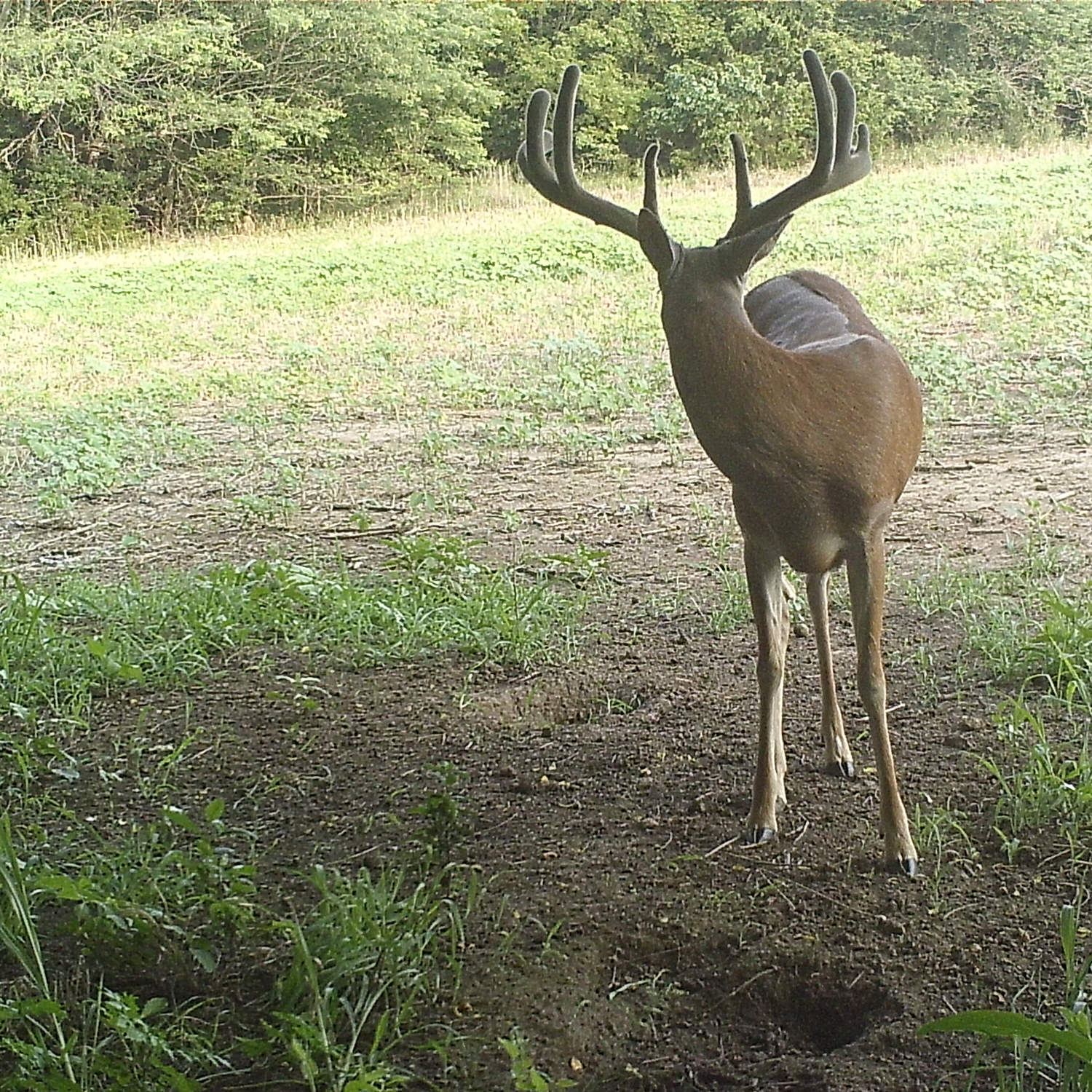 Deer inspecting the ground that has been sprinkled with Mineral Dirt 180