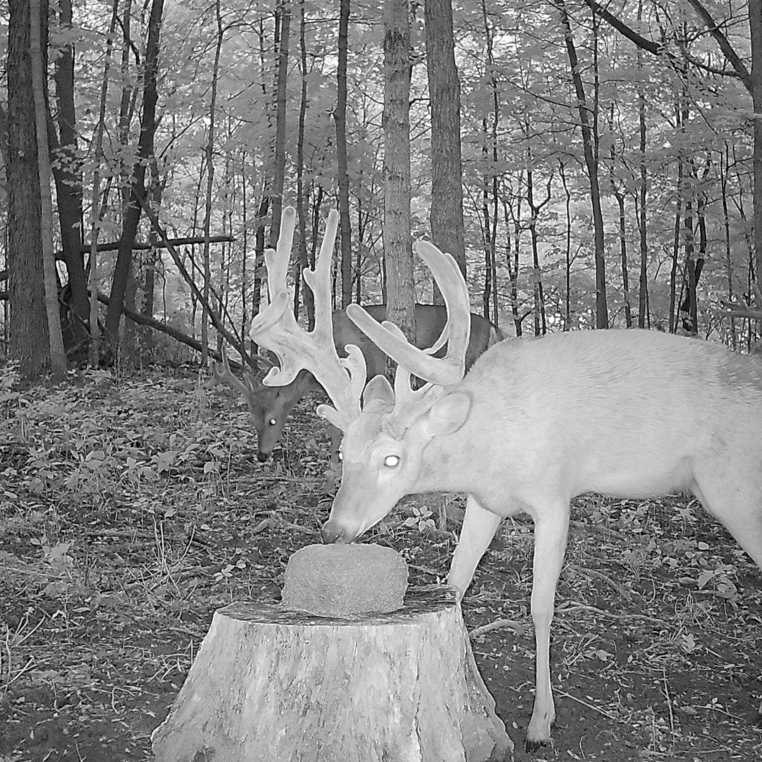 Trail camera photo of a deer licking an Ani-Mineral Block