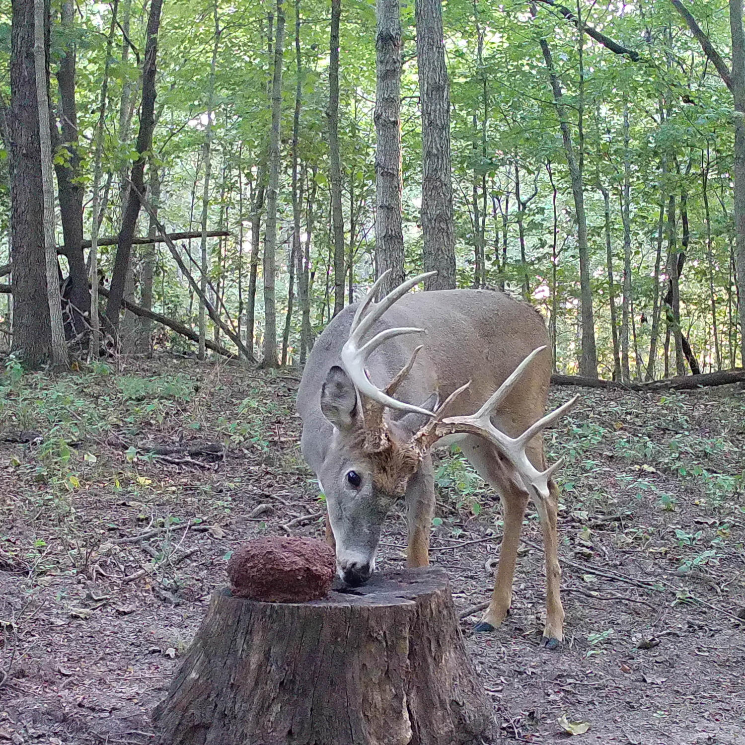 Trail camera photo of a deer licking an Ani-Mineral Block sitting on a tree stump