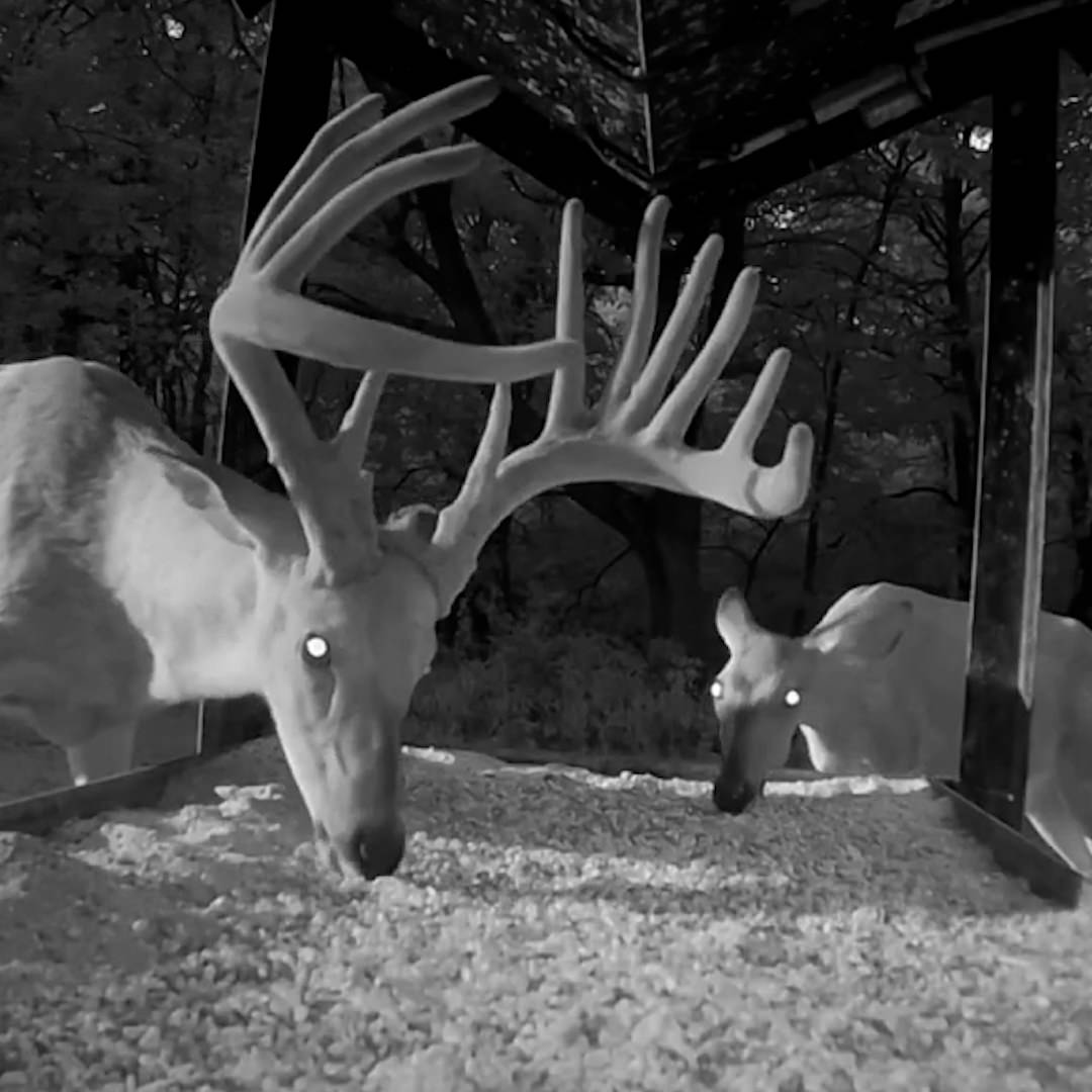 Buck and doe eating from a trough that has Ani-Supplement Gold in it