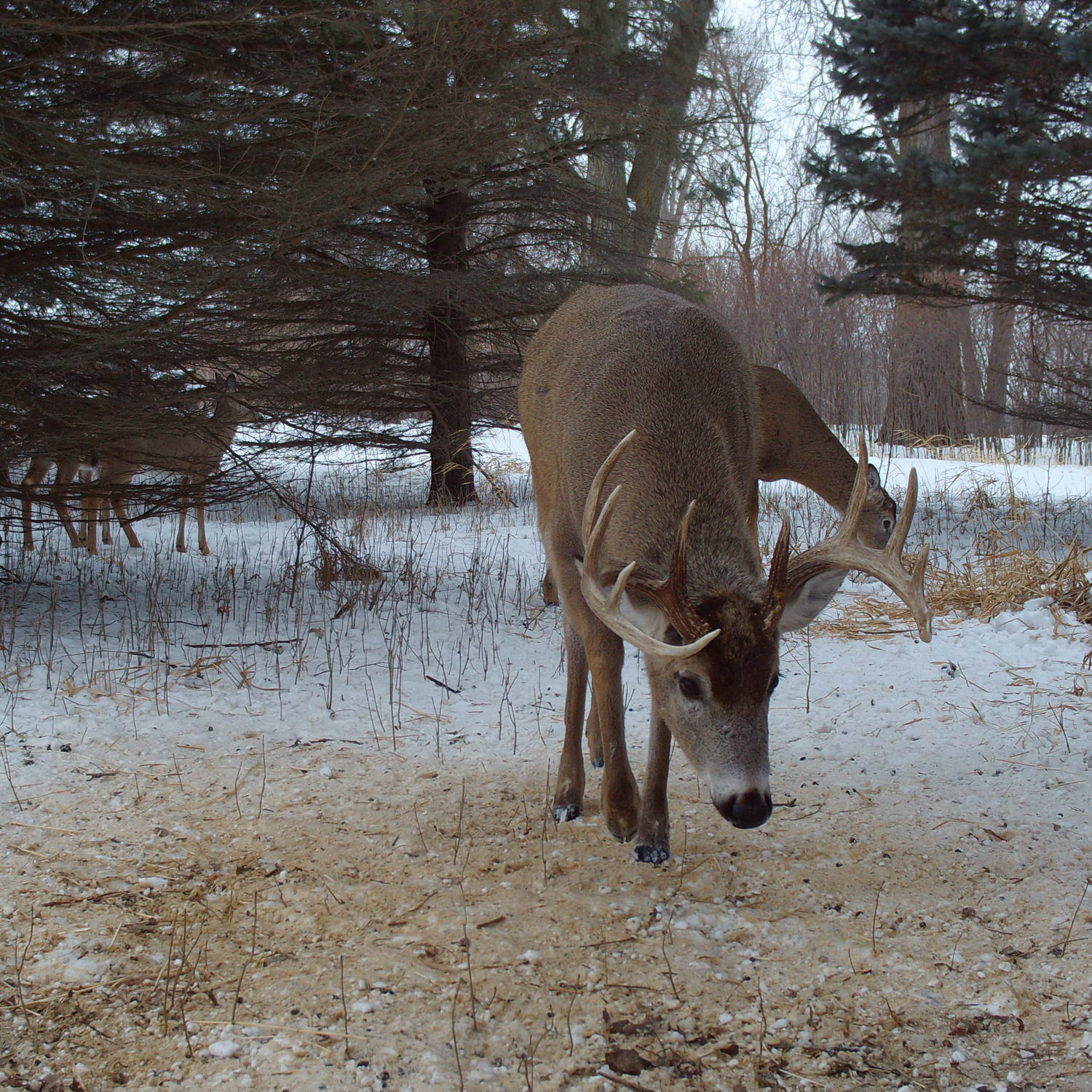 Trail camera photo of a buck consuming Ani-Supplement Gold off the ground