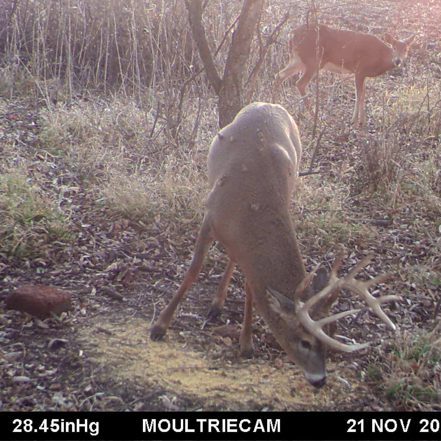 Trail camera photo of a buck consuming Ani-Supplement Gold off the ground with another deer behind him