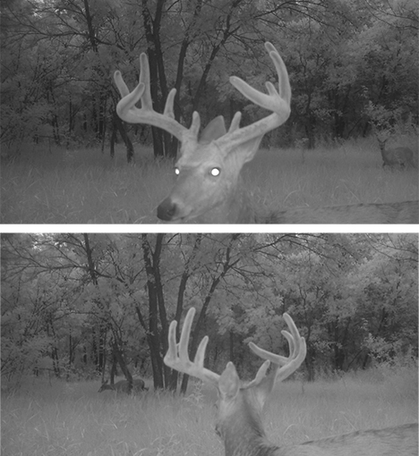 7-27-15trailcamphotos