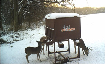 deer feeding information