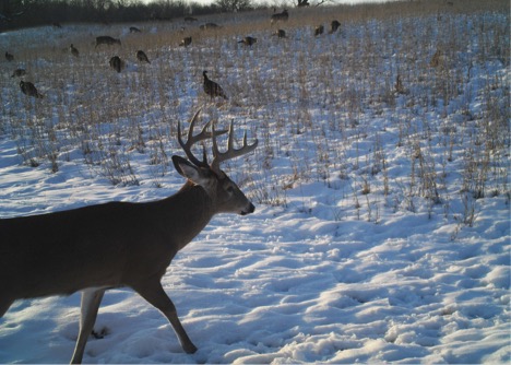 confidence-deer