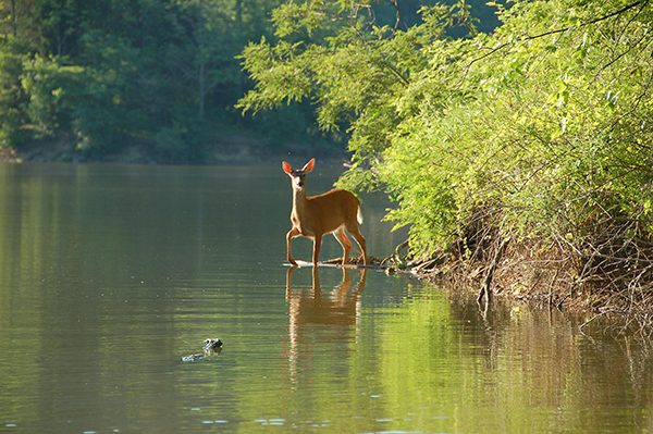 deer in the lake