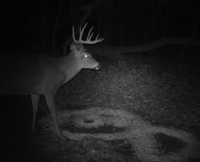 deer-cam-feed