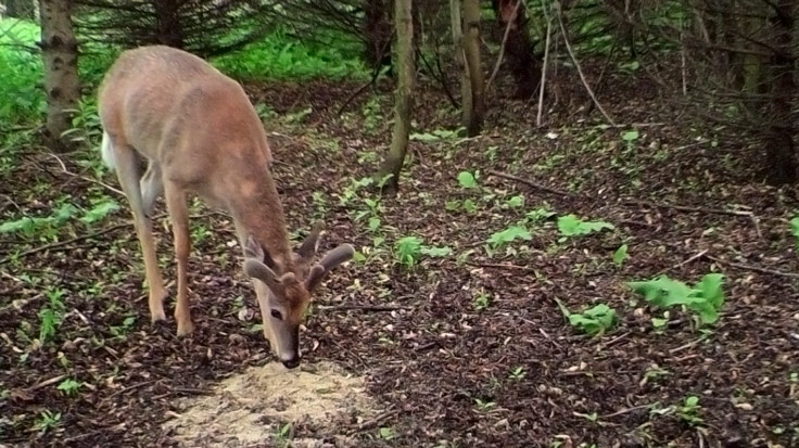 whitetail-deer-at-mineral-site