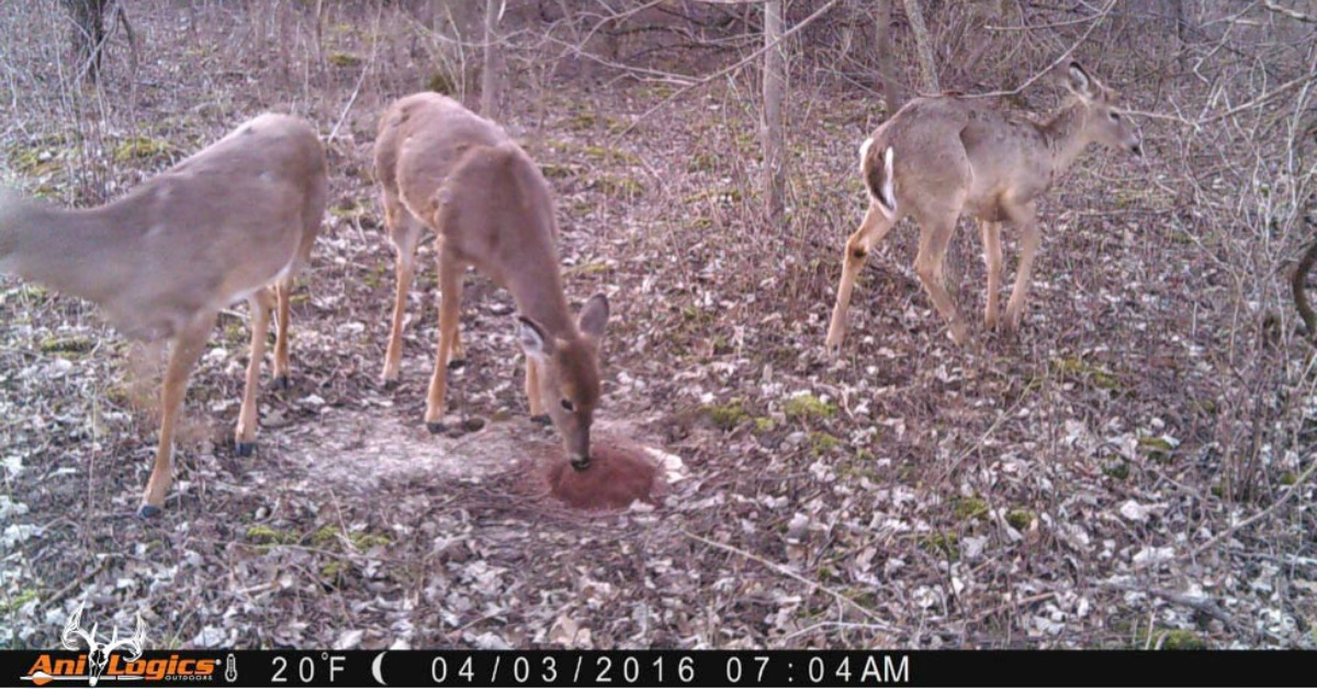 Whitetail Deer eating Ani-Mineral Block