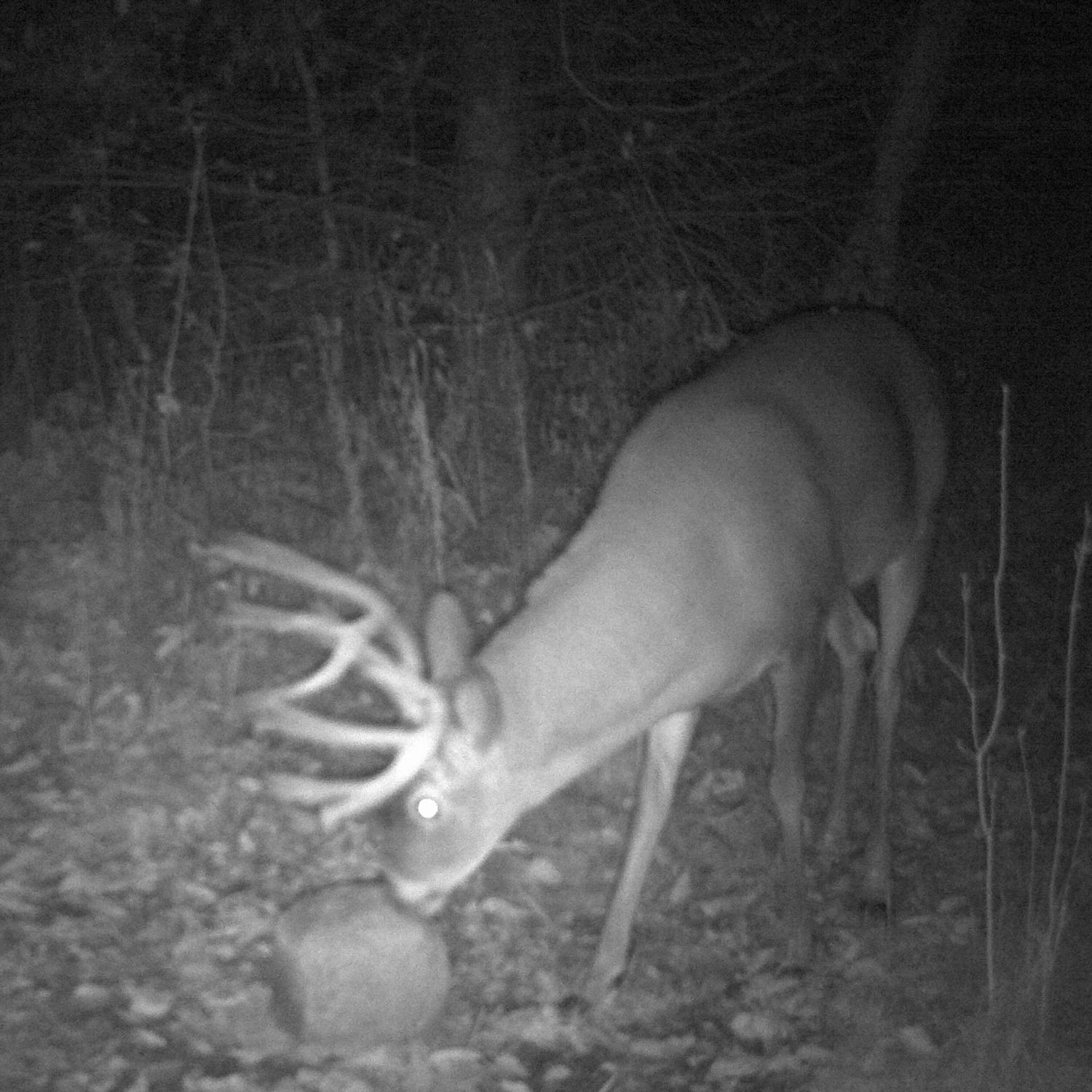 Trail camera photo of a buck licking the Ani-Protein Block 365