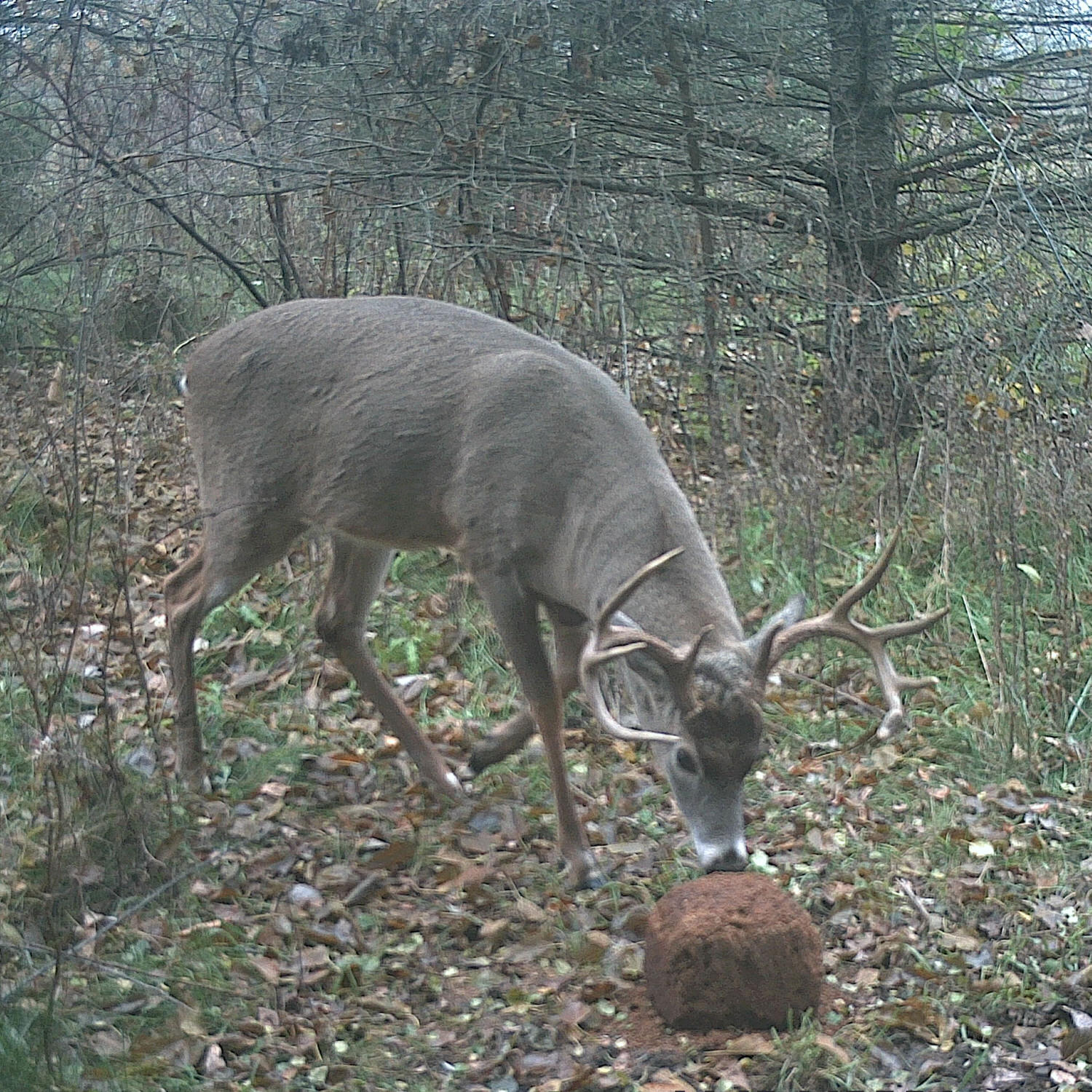 Trail camera photo of a buck investigating the Ani-Protein Block 365