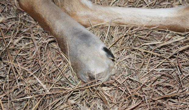 Hoof Rot What Is It And What Can We Do About It Ani Logics Outdoors