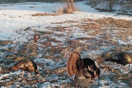 Turkey Trail Cam