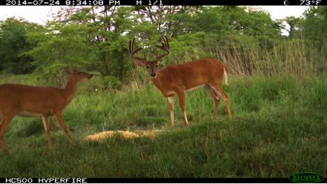 Whitetail Deer Eating Ani-Supplement Gold