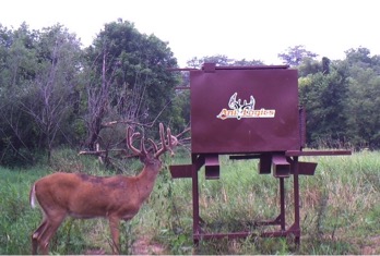 Whitetail Deer Feeder