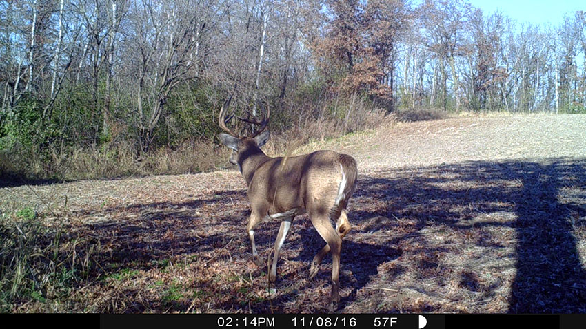 Whitetail Deer