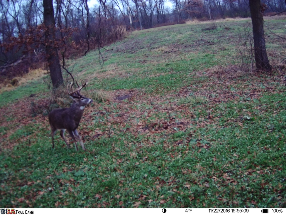 Whitetail Deer