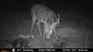 Trail Cam Whitetail Buck 