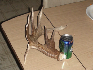 Whitetail Shed Antler