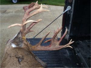 Buck Antler Trophy Whitetail