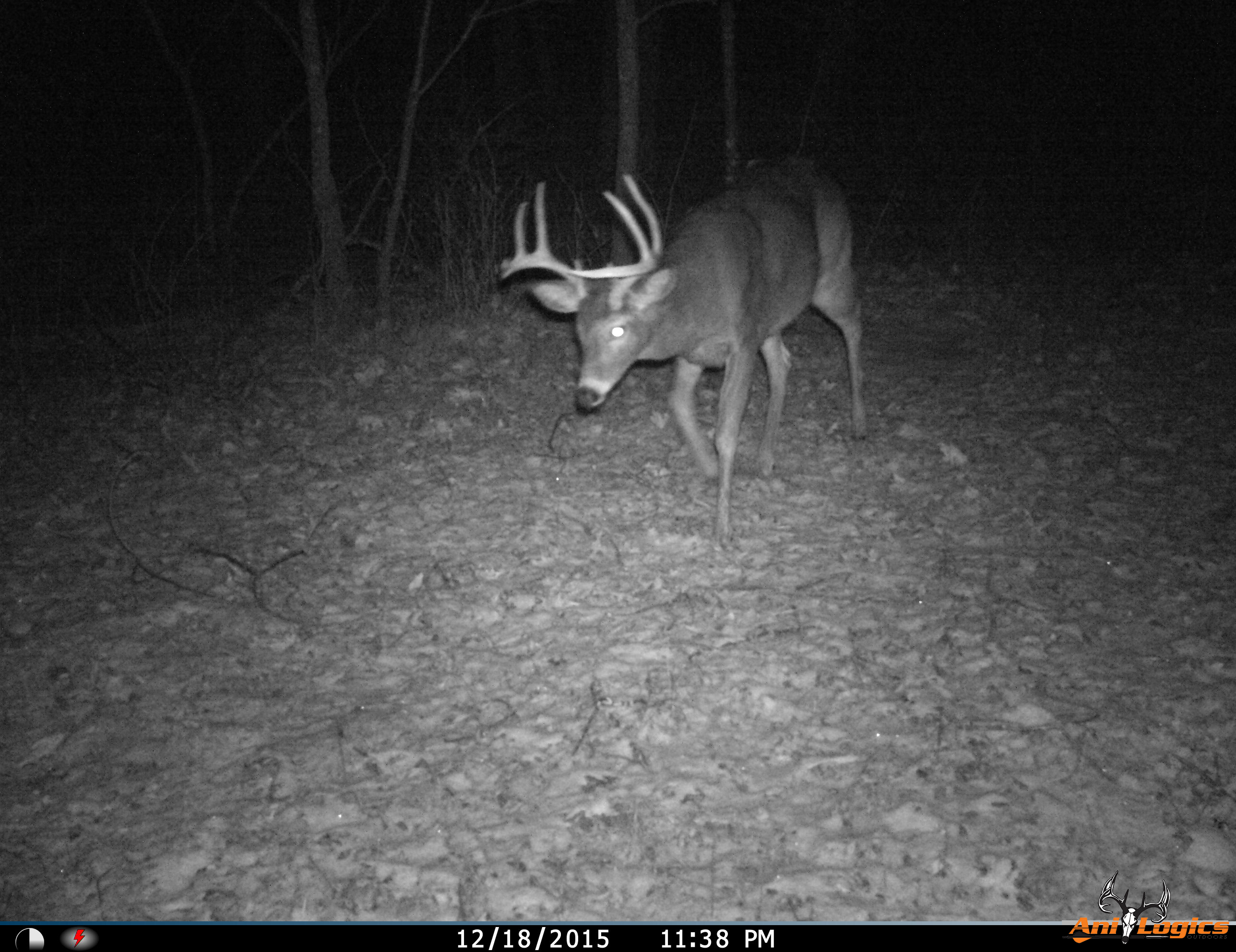 Whitetail Deer Trail Cam