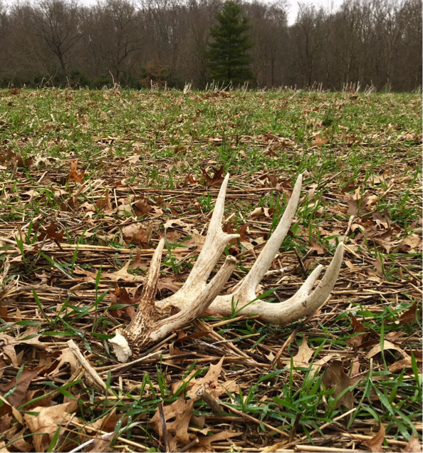 Shed Hunting with Dogs