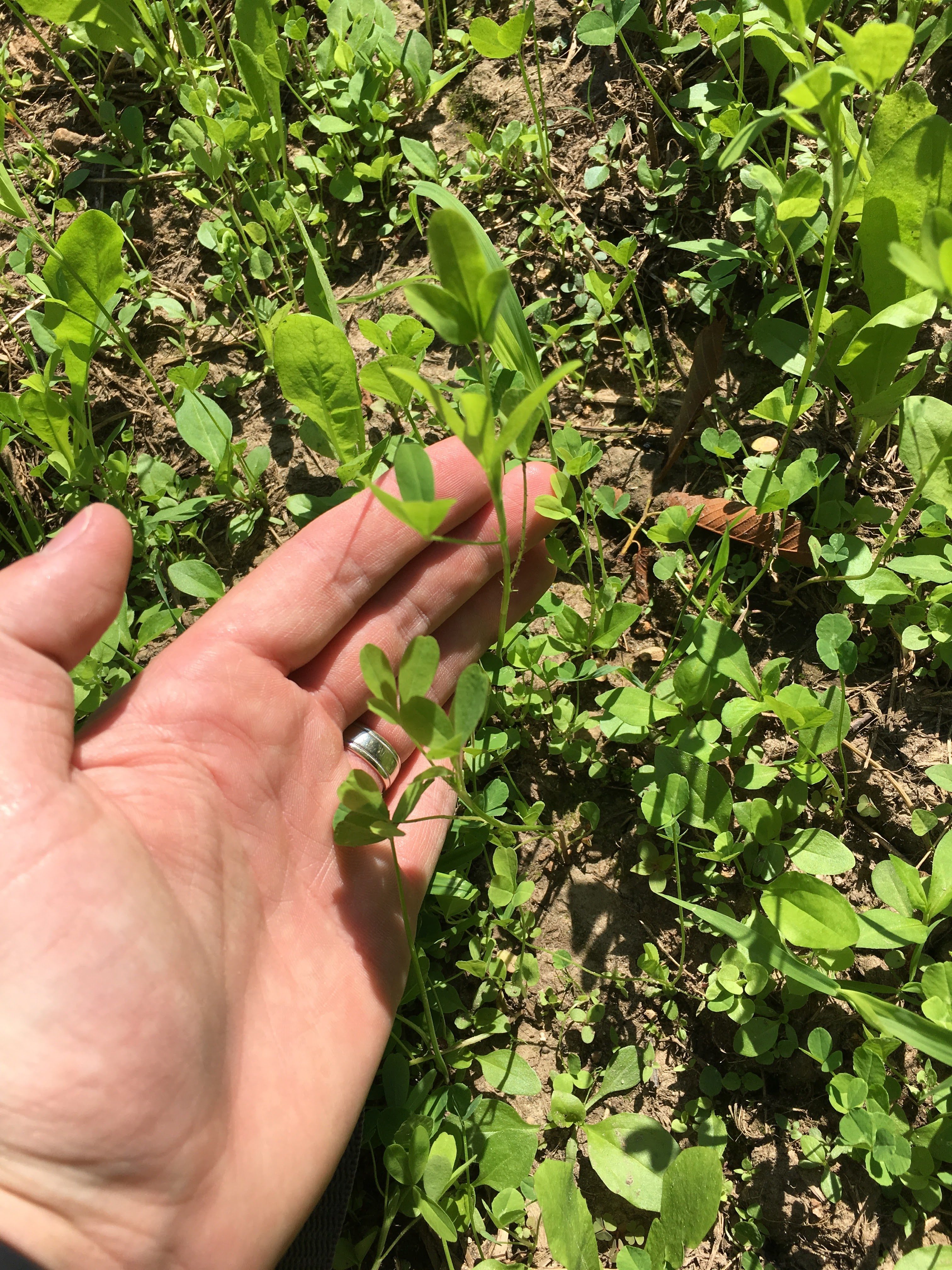 Plant Growth - Deer