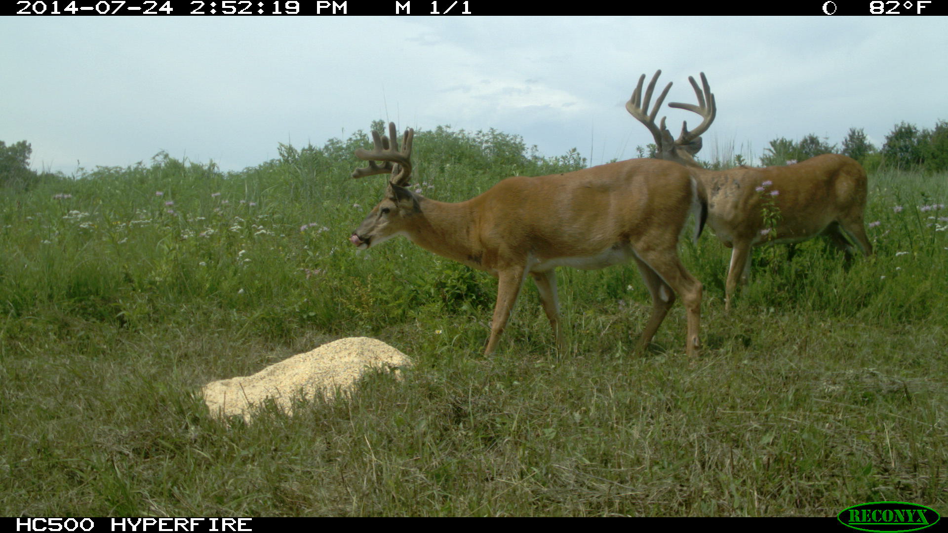 Deer eating Ani-Supplement Gold