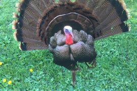 Turkey Decoy