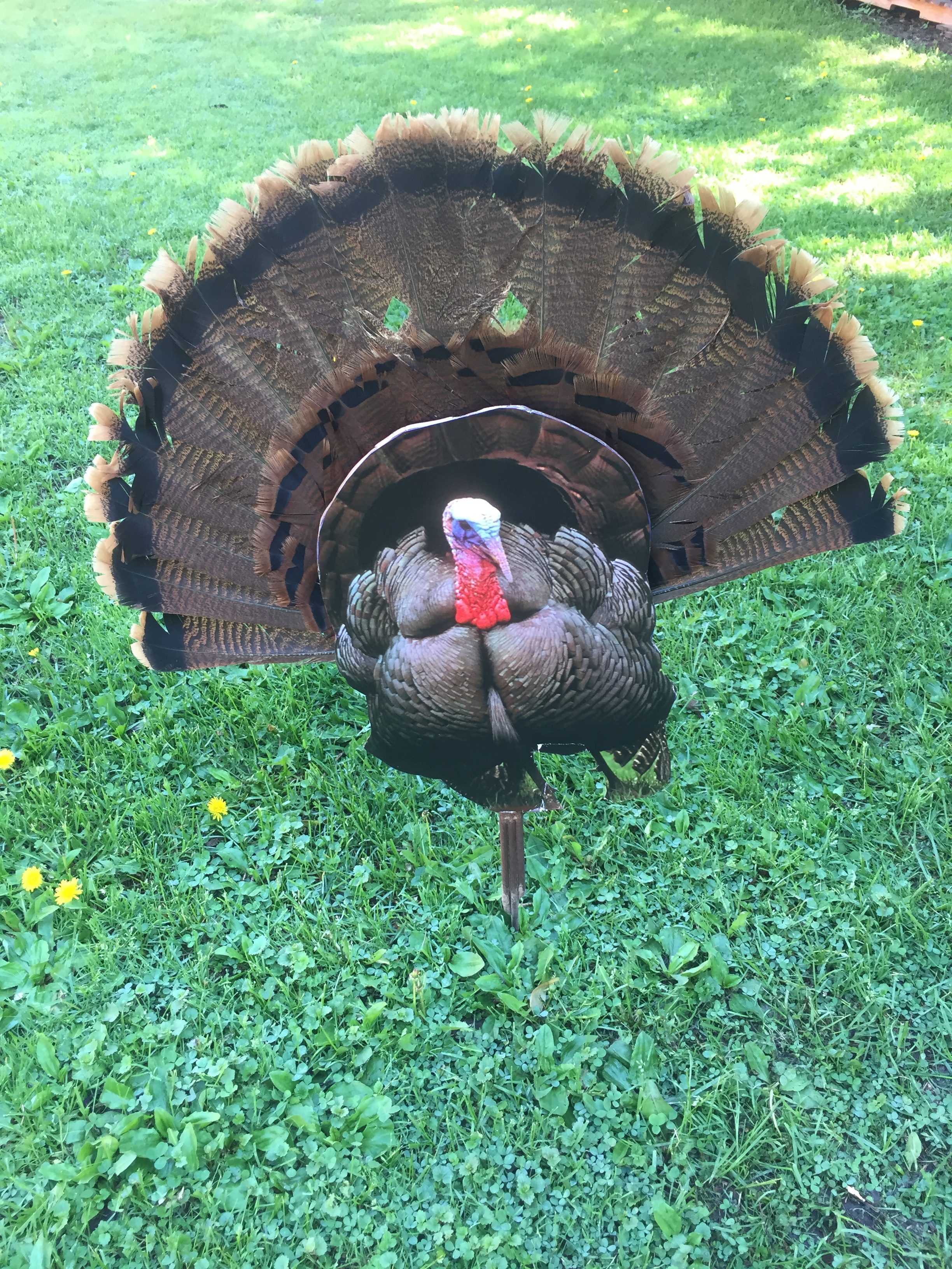 Turkey Decoy