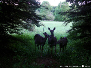 Trail Cam Pic