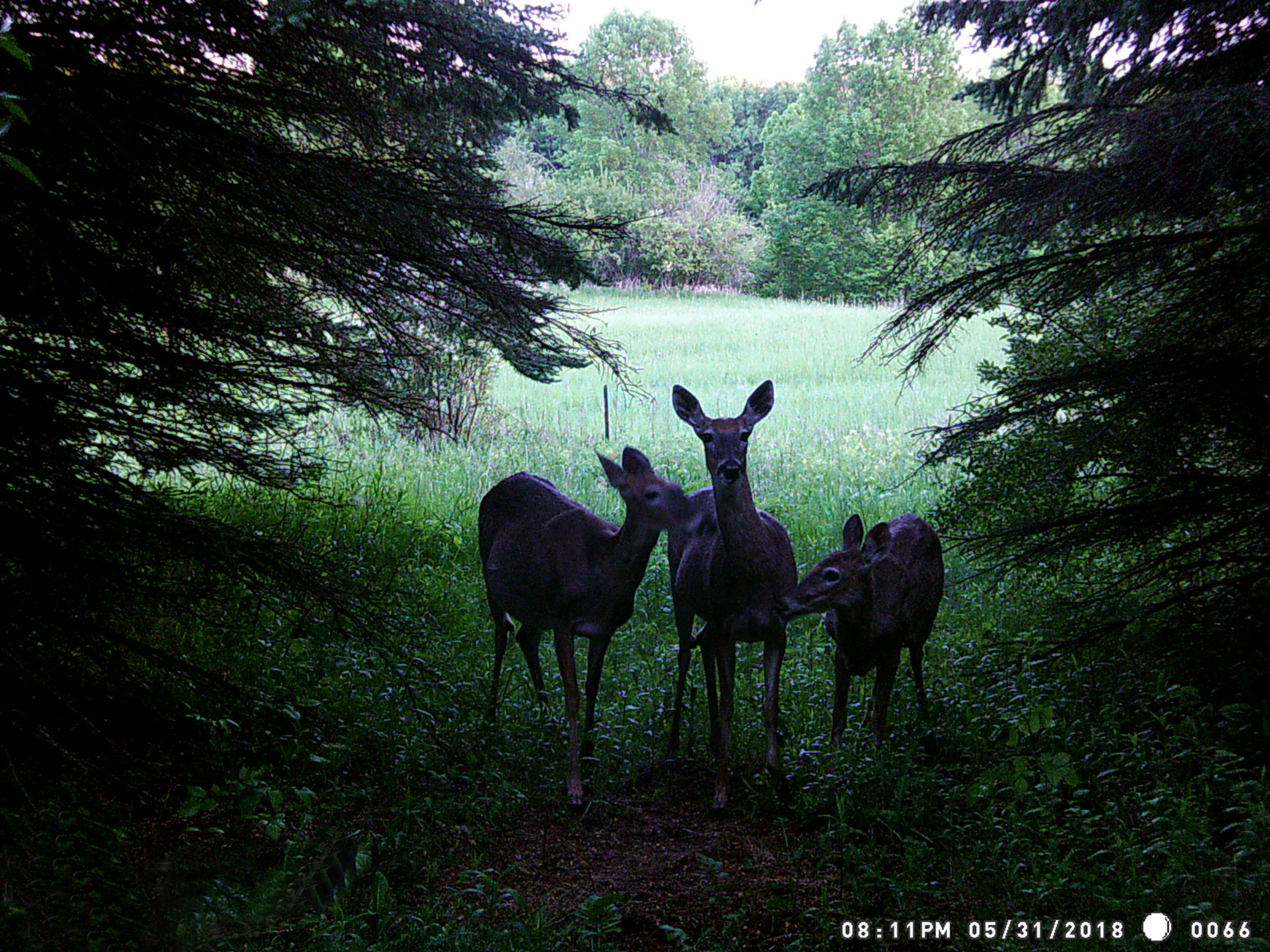 Whitetail Deer