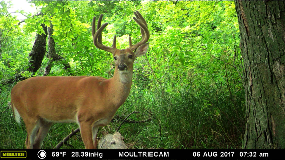 Whitetail Deer Trail Cam