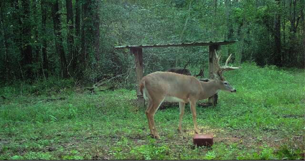 Whitetail Deer and Ani-Logics Ani-Mineral Block