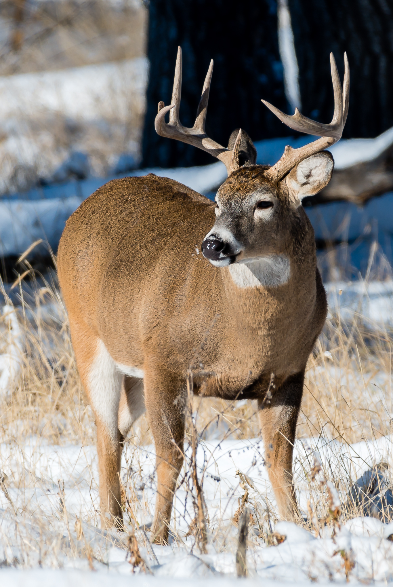 Whitetail Deer in snow