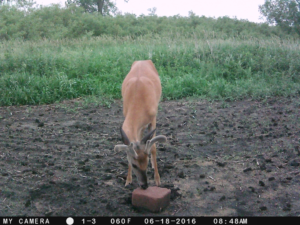 Trail Cam Picture 1 