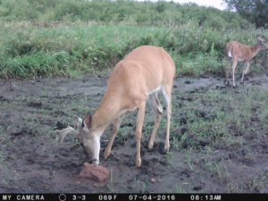 Trail Cam Picture 4