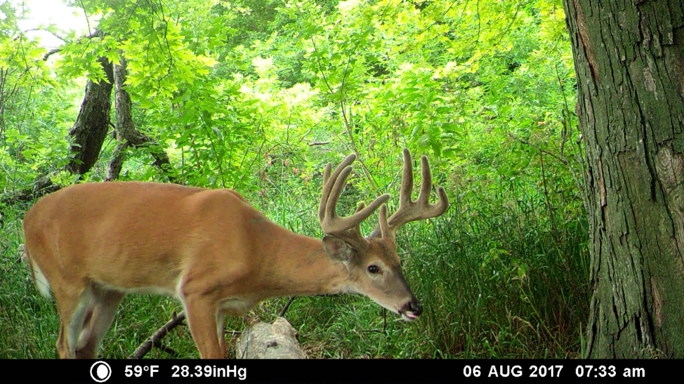 Buck on Camera