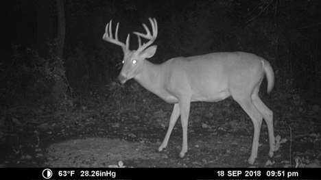 Deer Trail Cam