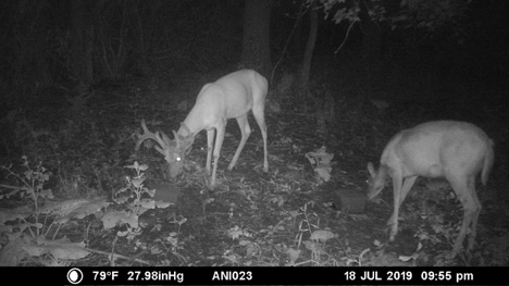 Deer Trail Cam