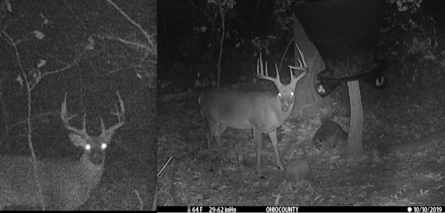 trail cam deer antler