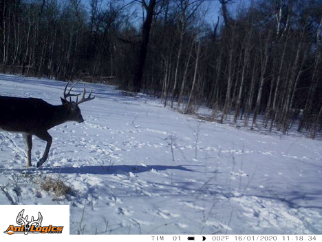 Shed Hunting