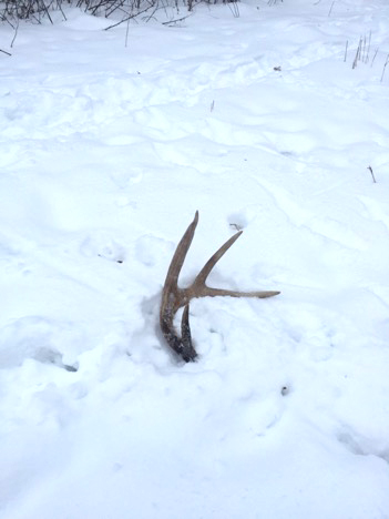 Shed Hunting