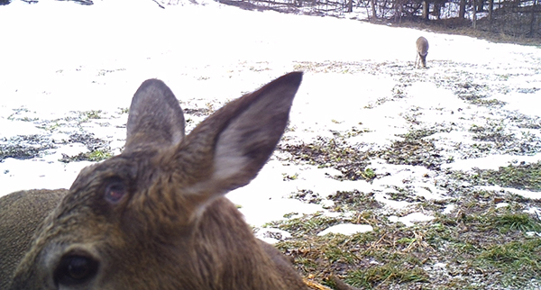 deer shedding antler