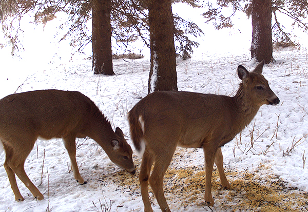 deer supplement snow