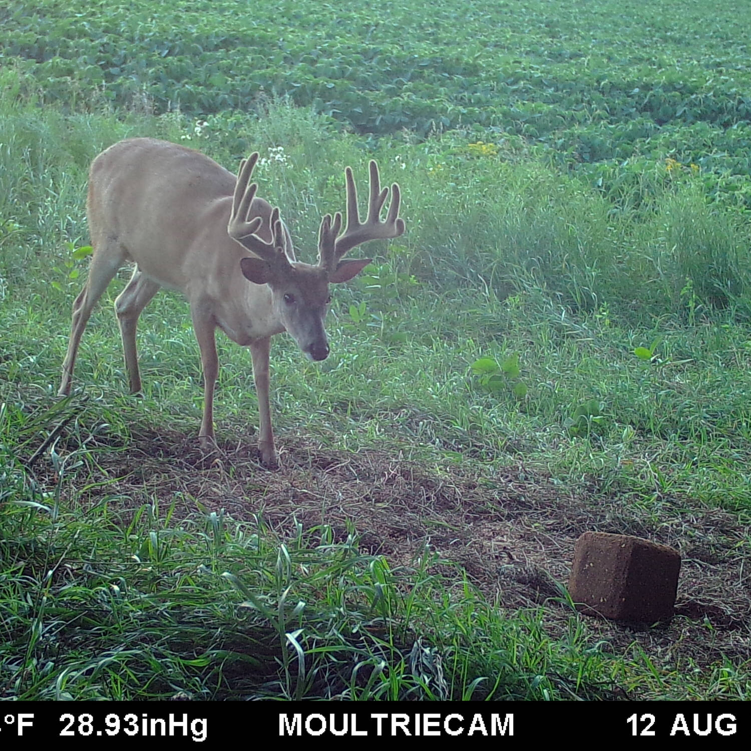 Trail camera photo of a buck approaching a CRUSH Sugar Beet Block that's on the ground in front of him