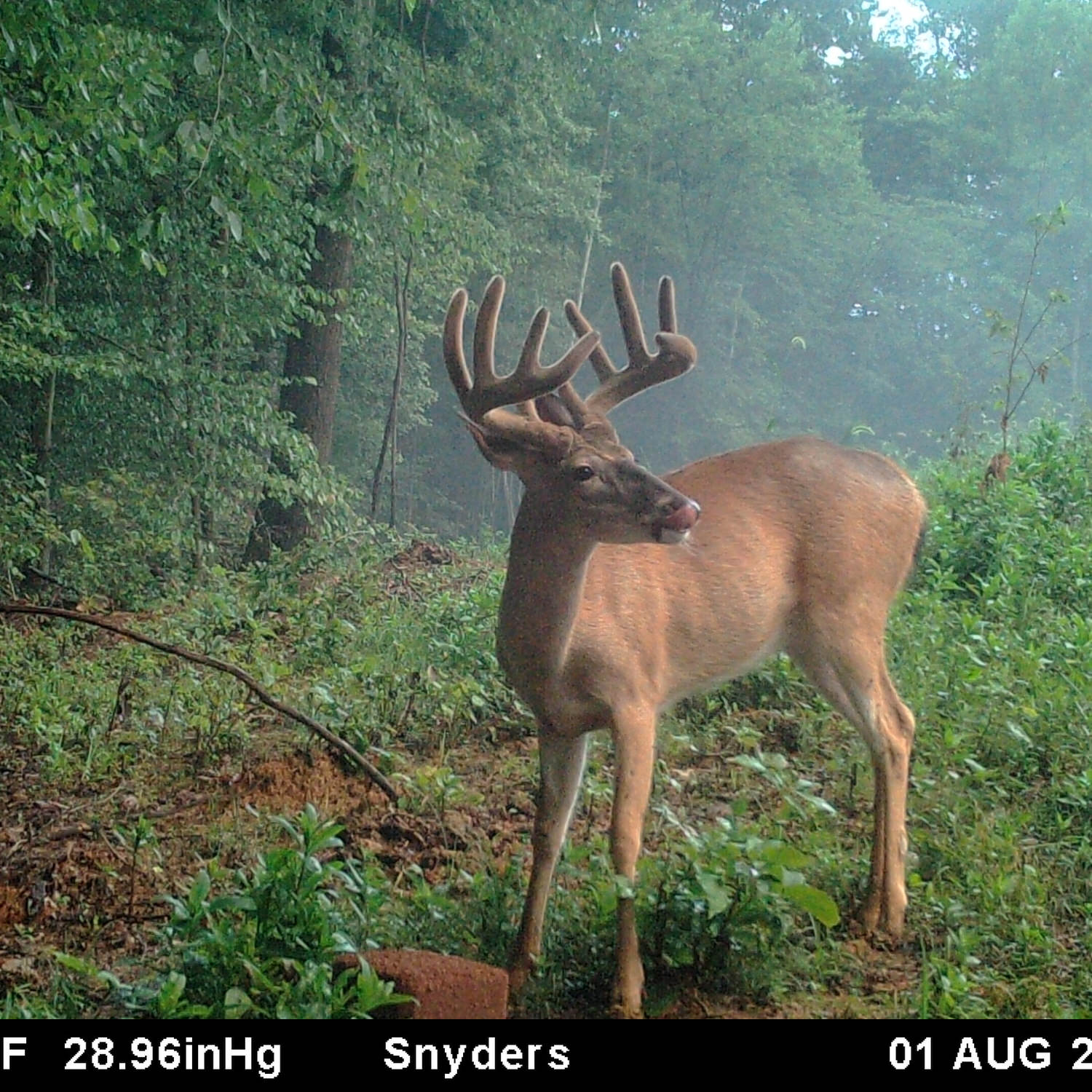 Trail camera photo of a buck next to a CRUSH Persimmon Block that's on the ground in front of him