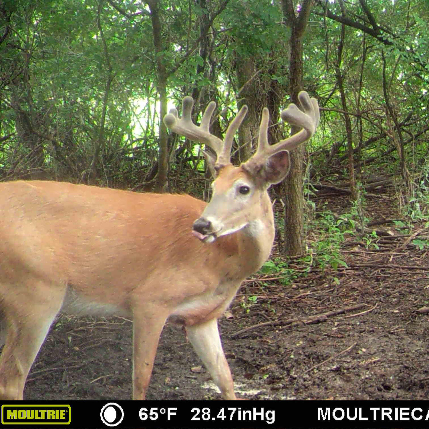 Trail camera photo of a buck walking toward a CRUSH Brassica Brick