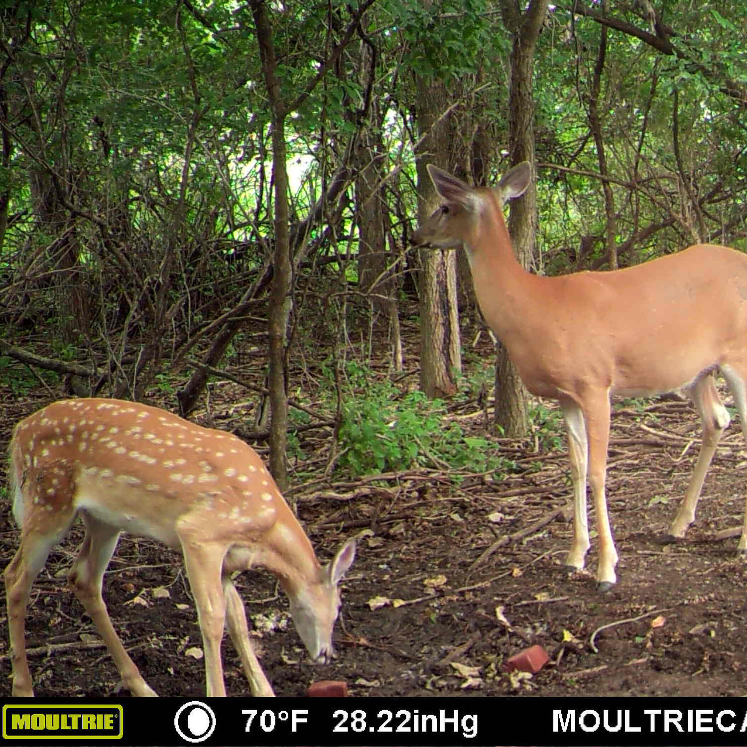 Two deer near a CRUSH Brassica Brick